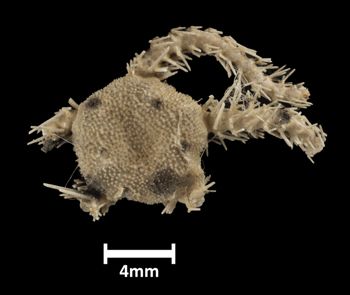 Media type: image;   Invertebrate Zoology OPH-1955 Description: Top down view of single ophiuroid specimen with a scale bar.;  Aspect: dorsal